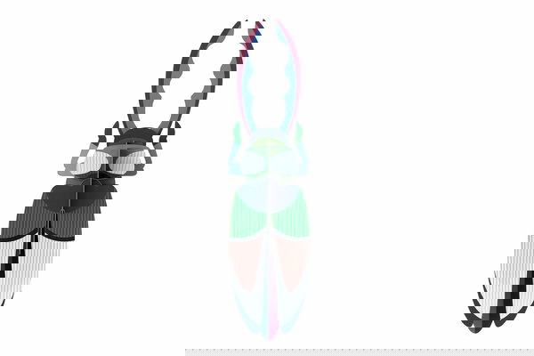 3D Wandobject gemaakt van karton 'Antler Beetle Decor'