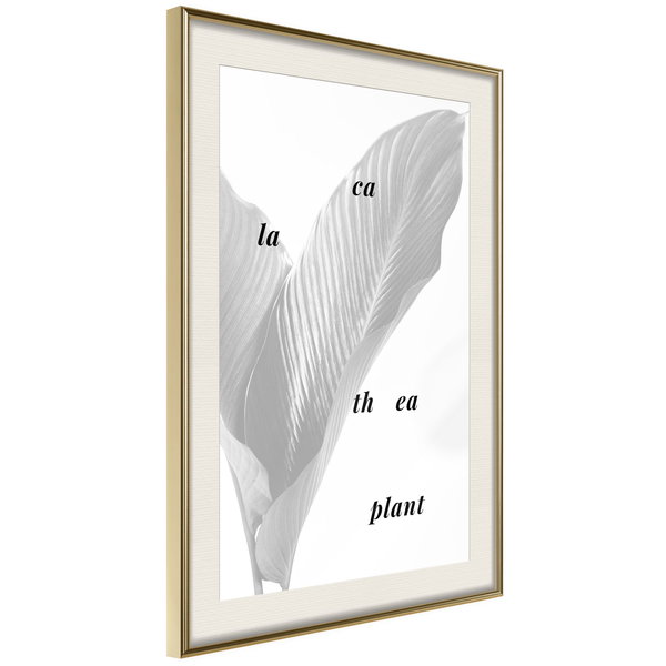 Poster 'Calathea Leaves'