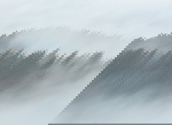 Papel pintado 'Misty Forest' 350x255cm