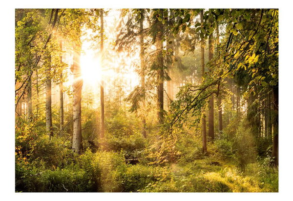 Selbstklebende Tapete 'Mystic of the Morning'