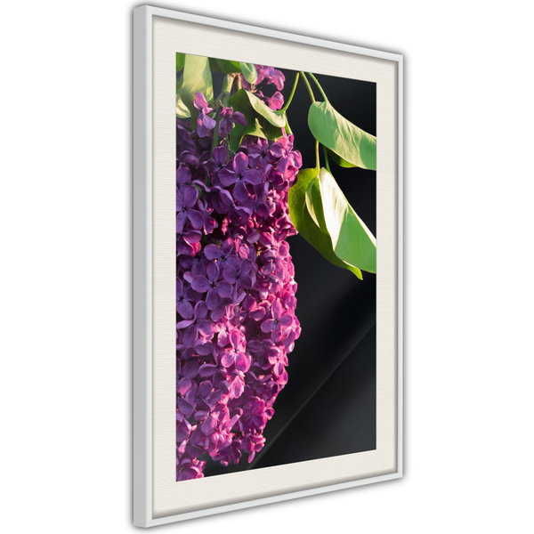 Poster 'Violet May'