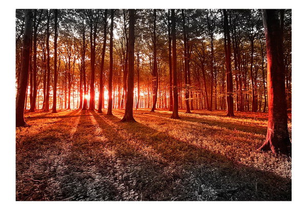 Selbstklebende Tapete 'Autumn: morning in the forest'