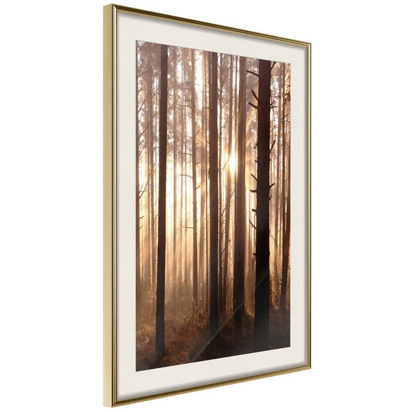 Poster 'Morning in the Forest'