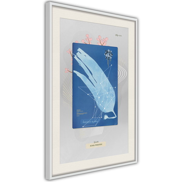 Poster 'Alga'