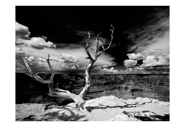 Tapete 'Baum mit Grand Canyon im Hintergrund'