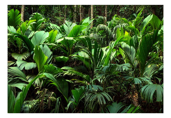 Tapete 'Freshness of the Jungle'