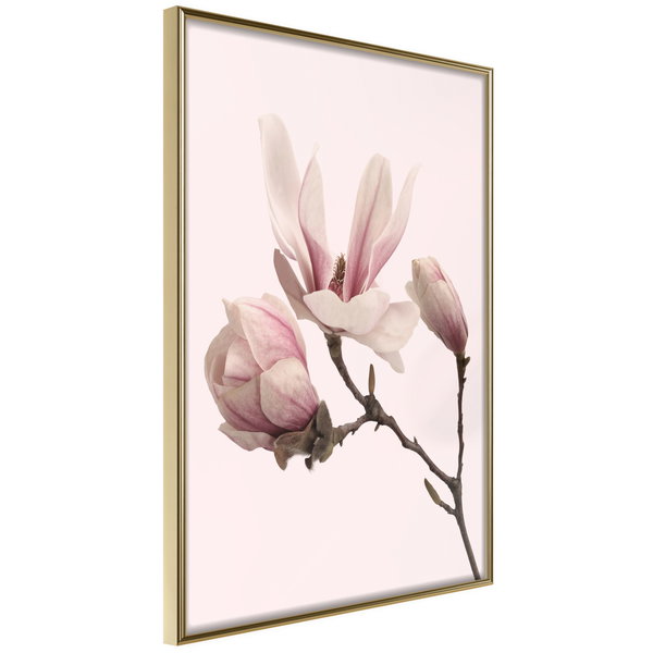 Poster 'Blooming Magnolias II'