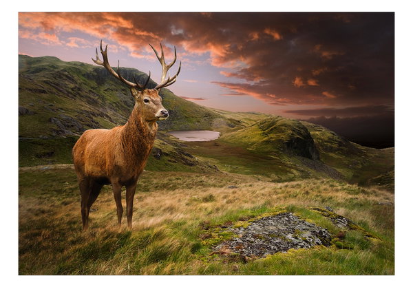 Tapete 'Deer on Hill'