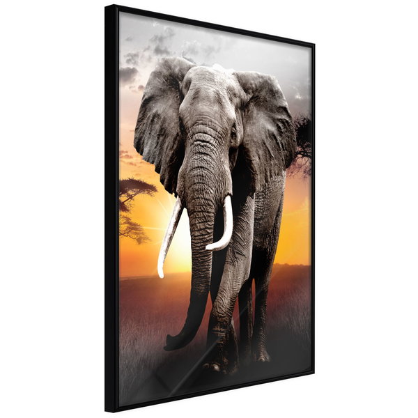 Poster 'Majestic Elephant'