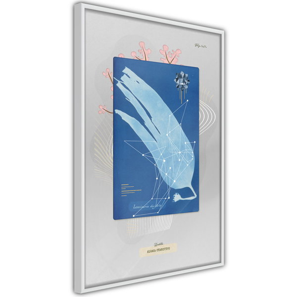 Poster 'Alga'