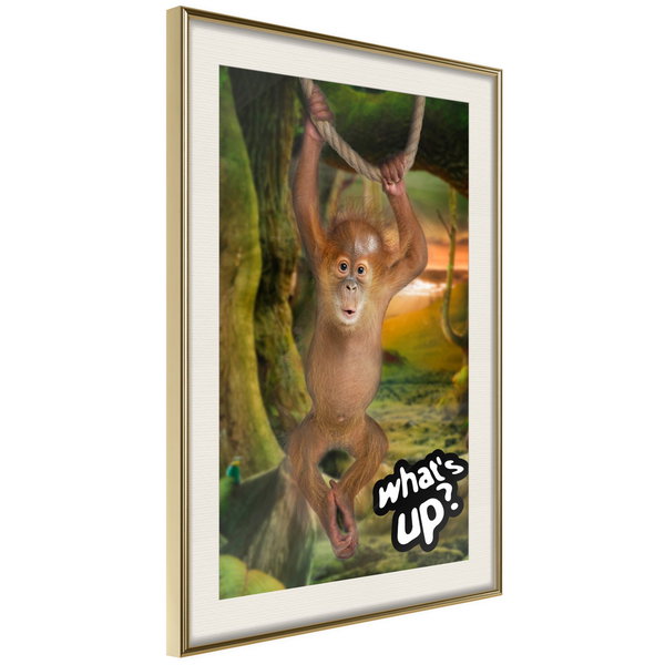 Poster 'What's Up?'