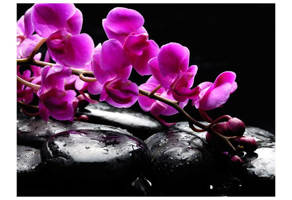 Tapete 'Pure Harmonie: Orchidee und Zen - Steine'