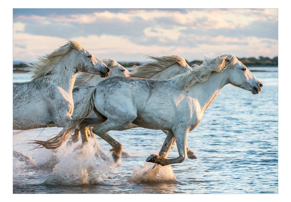Selbstklebende Tapete 'Wild Race'