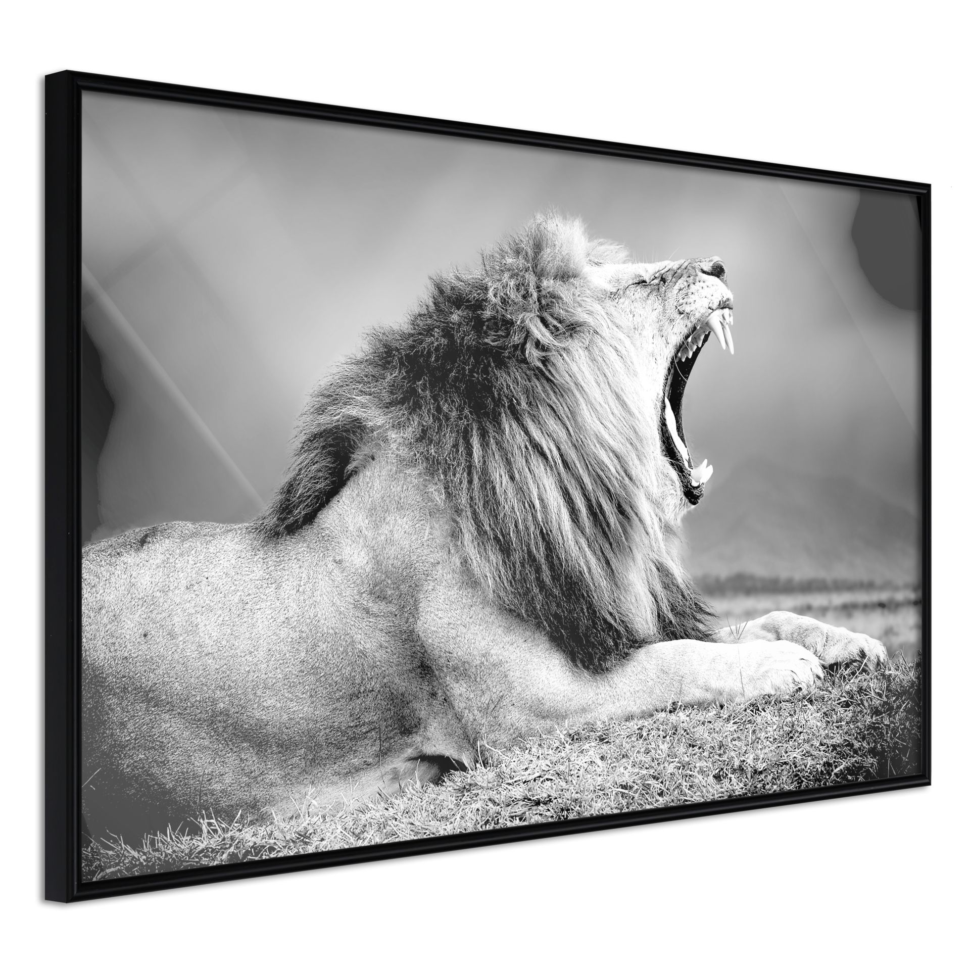 compre-poster-yawning-lion-kunstloft