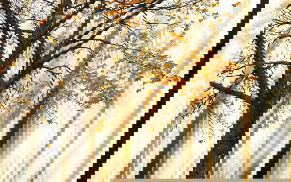 Behang 'Tree Detail' 400x267cm