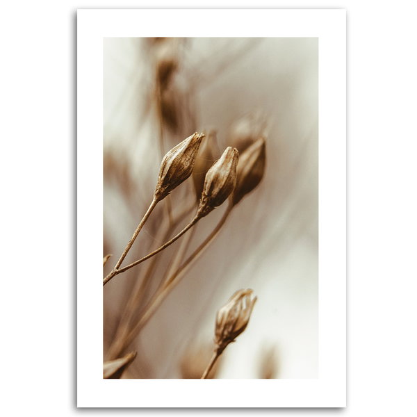 Kunstdruck auf Leinwand 'Sepia Toned Dried Flower Buds'