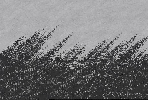 Papel de parede 'Black Forest 3' 400x270cm