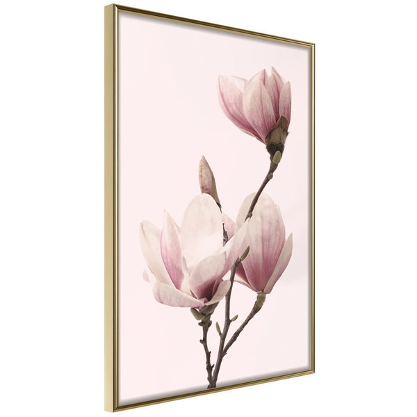 Poster 'Blooming Magnolias III'