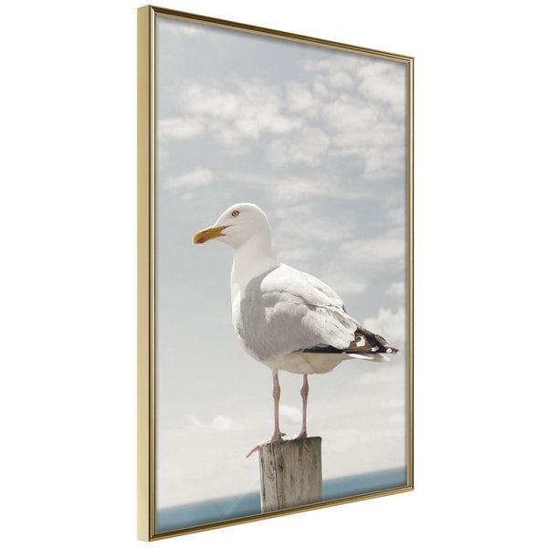 Poster 'Curious Seagull'