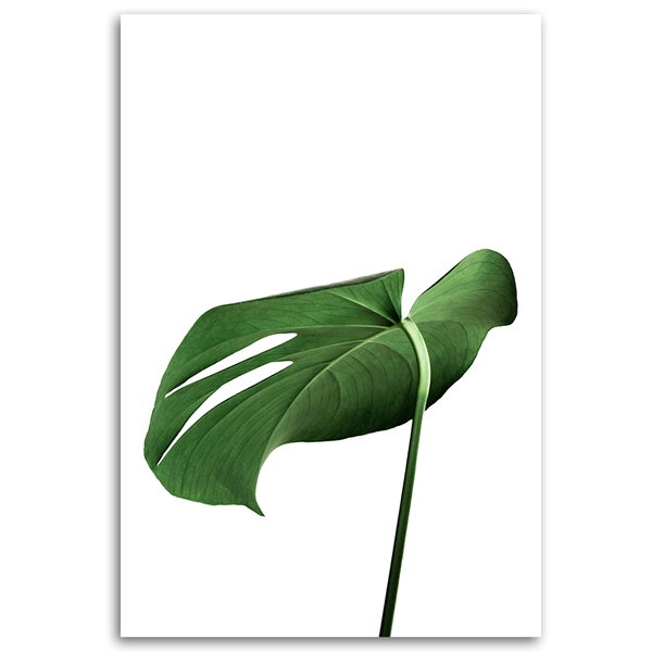 Kunstdruck auf Leinwand 'Monstera Leaves'