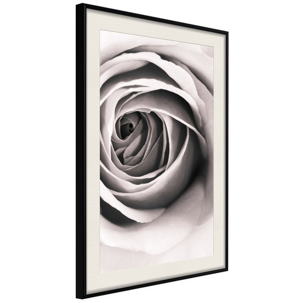 Poster 'Structure of Petals'