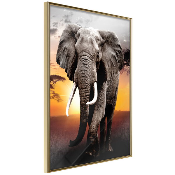 Poster 'Majestic Elephant'