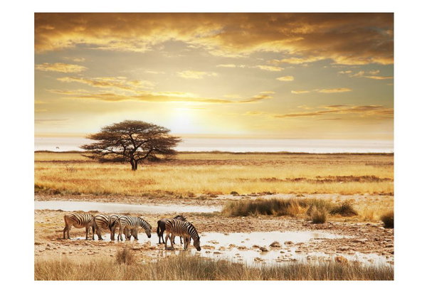Tapete 'Afrikanische Zebras an der Tränke'