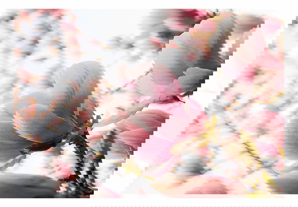 Papier peint 'Magnolia Magic'