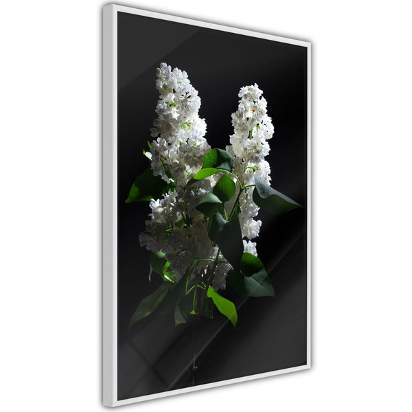 Poster 'White Lilac'