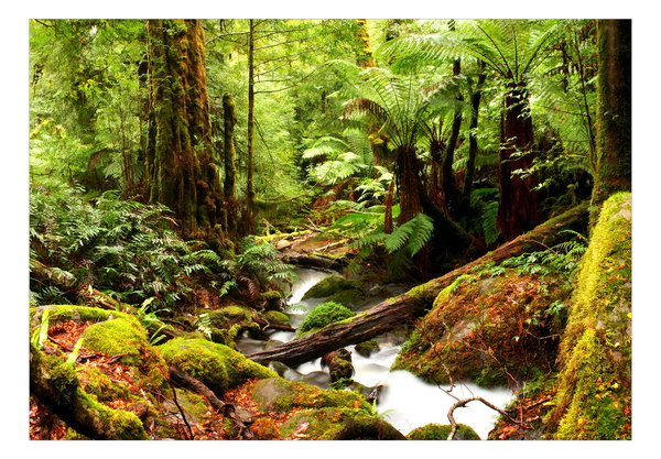 Selbstklebende Tapete 'Forest Brook'