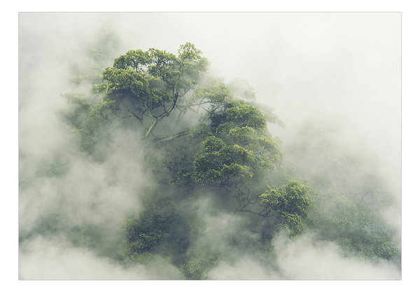 Tapete 'Foggy Amazon'