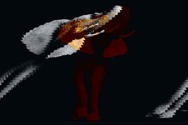 Carta da parati 'Elephant Front' 400x267cm