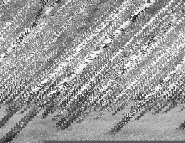 Wallpaper 'Birch Forest' 132x102inches