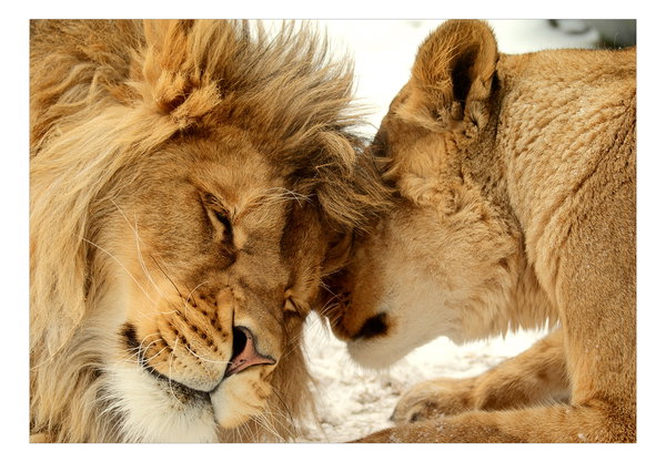 Tapete 'Lion Tenderness'