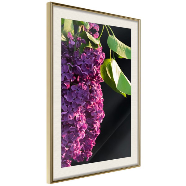 Poster 'Violet May'