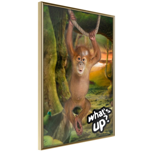 Poster 'What's Up?'