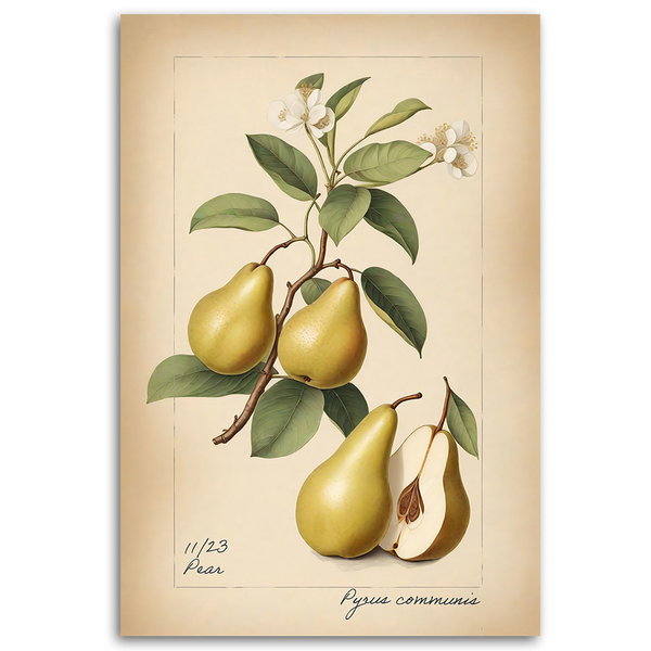 Kunstdruck auf Leinwand 'Pear'