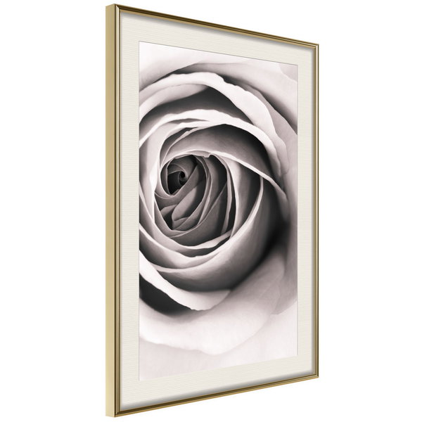 Poster 'Structure of Petals'
