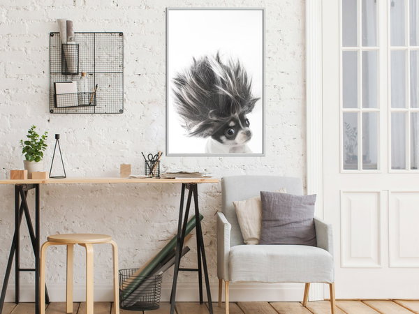 Poster 'Chihuahua'