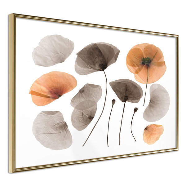 Poster 'Dried Poppies'