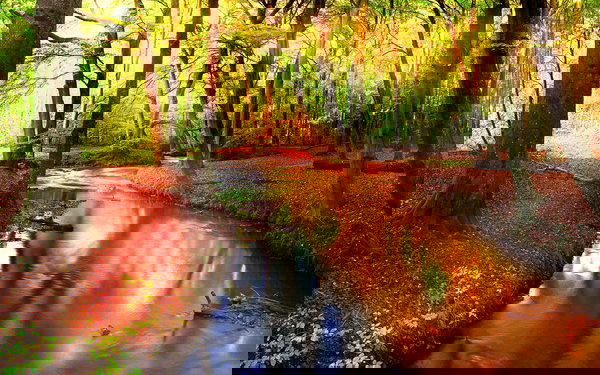 Behang 'Forest Stream' 400x267cm