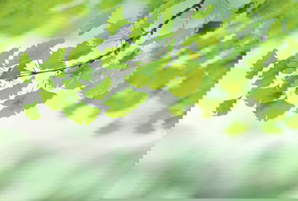 Tapet 'Ginkgo' 400x270cm