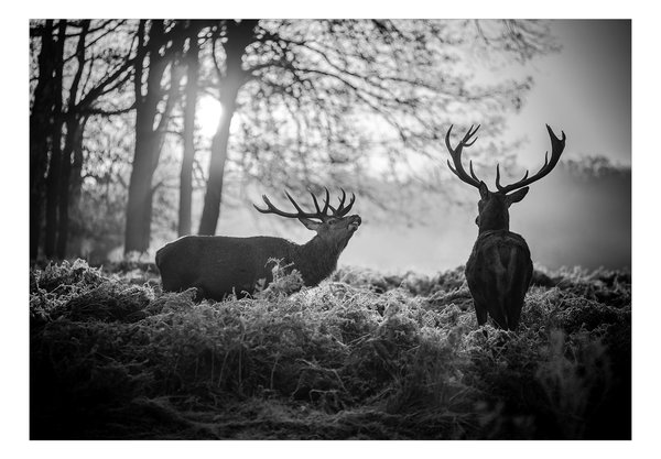 Selbstklebende Tapete 'Deers in the Morning'