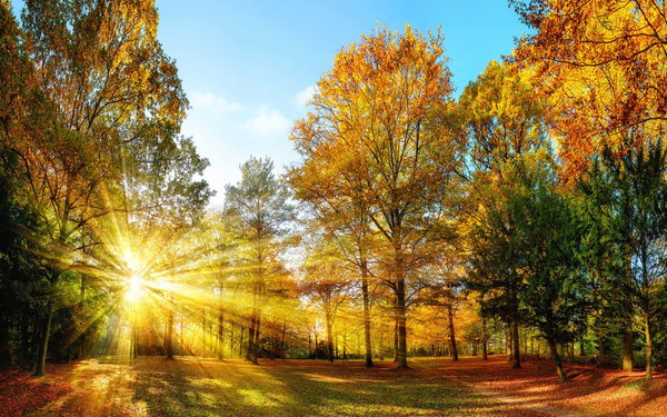 Tapeta 'Autumn Forest 1' 400x267cm