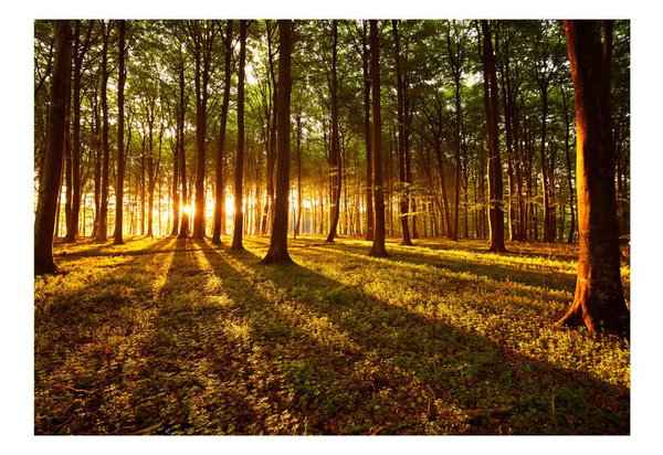 Papier peint autocollant 'Summer: Morning in the forest'