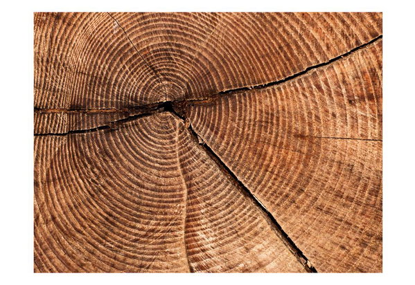 Wallpaper 'Cross Section of the Tree Trunk'