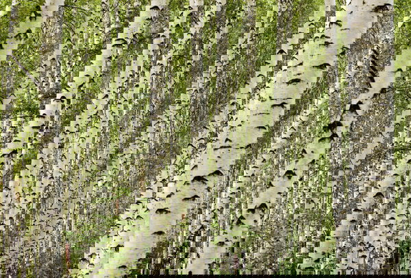 Behang 'Birkwood' 400x270cm