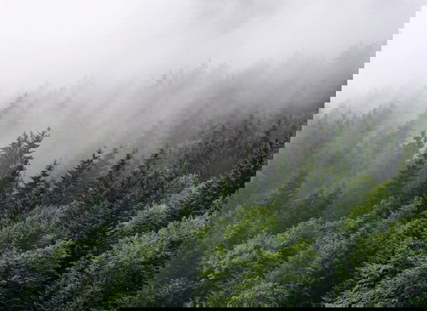 Papel de parede 'Foggy Fir Trees' 350x255cm