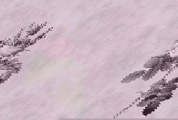 Papel de parede 'Rose 1' 400x270cm