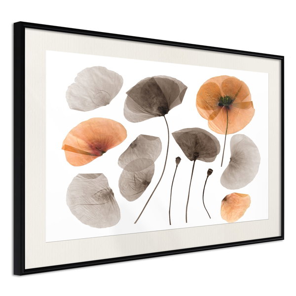 Poster 'Dried Poppies'